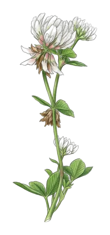 Trifolium nigrescens