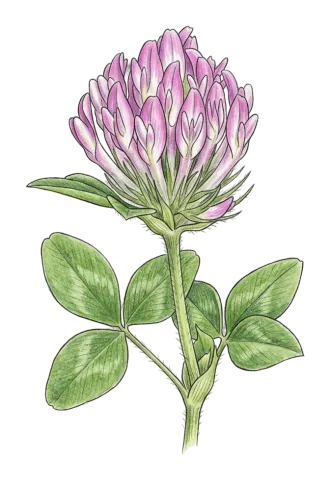 Trifolium pratense