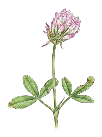 Trifolium squamosum