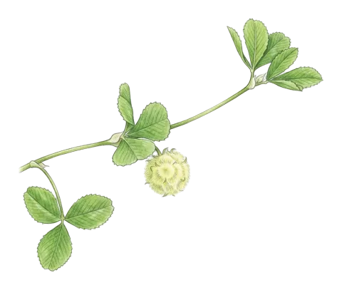 Trifolium tomentosum