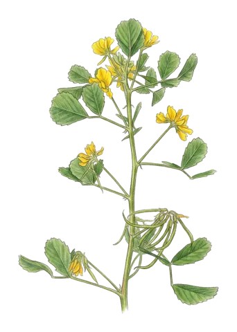 Trigonella caelesyriaca