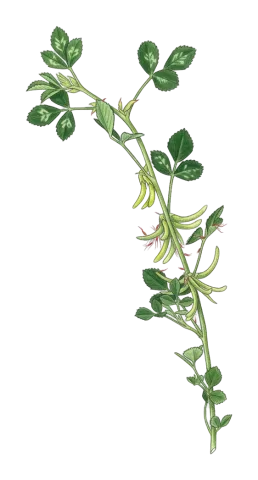 Trigonella glabra