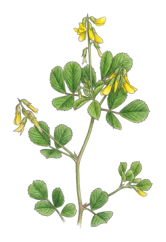 Trigonella strangulata