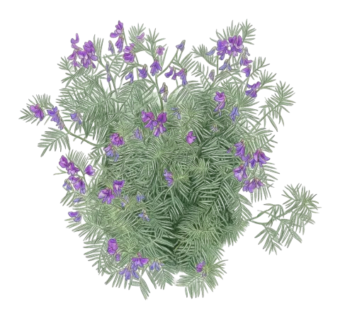 Vicia canescens