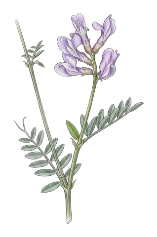 Vicia ciceroidea