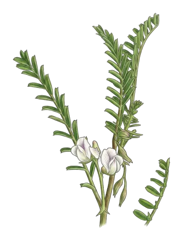 Vicia ervilia