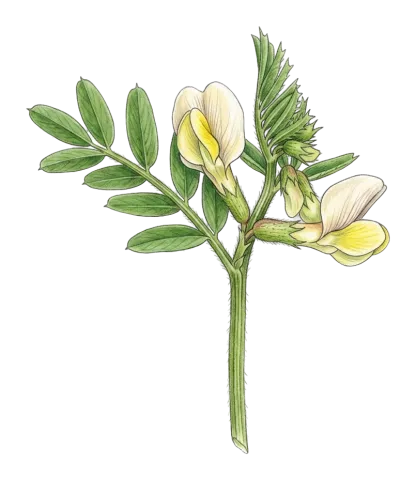Vicia galeata