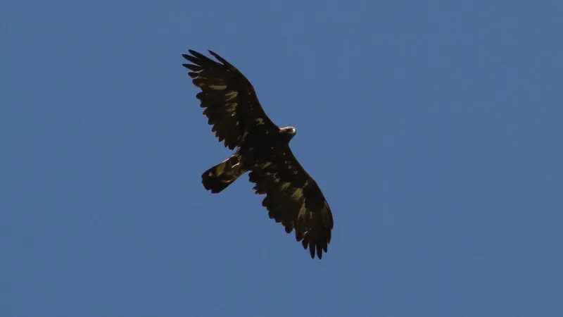 Golden Eagle