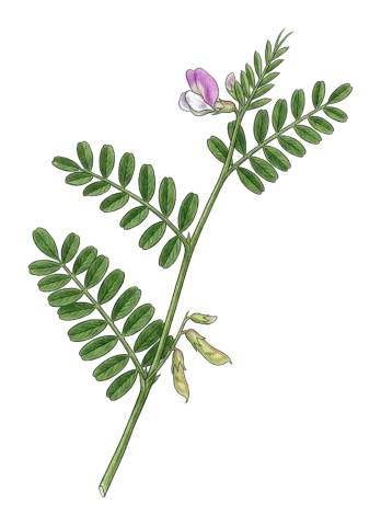 Vicia hybrida
