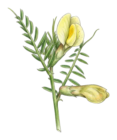 Vicia lutea