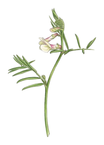 Vicia michauxii