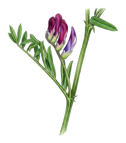 Vicia monantha