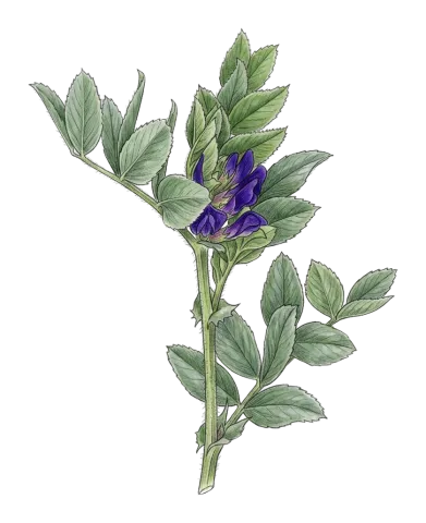 Vicia narbonensis