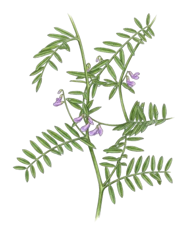 Vicia palaestina