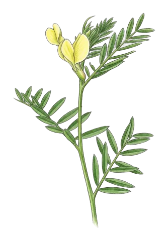 Vicia sericocarpa