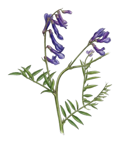 Vicia villosa