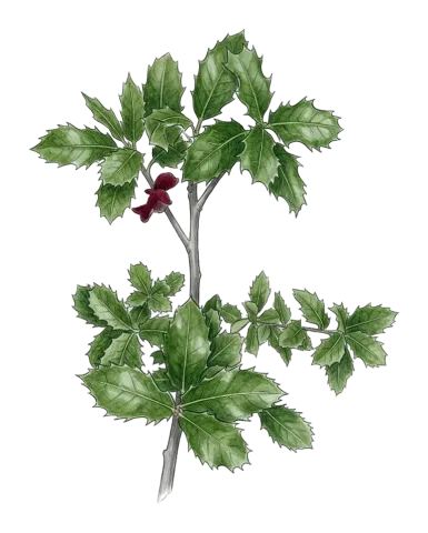 Quercus coccifera