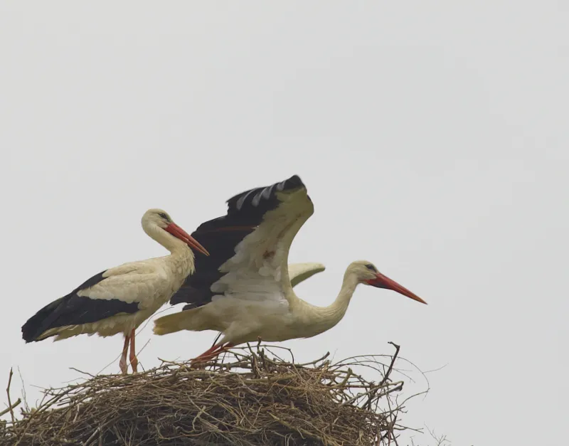 White Stork