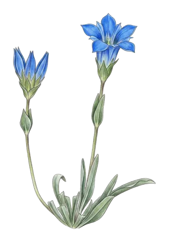 Gentiana olivieri