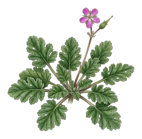 Erodium malacoides