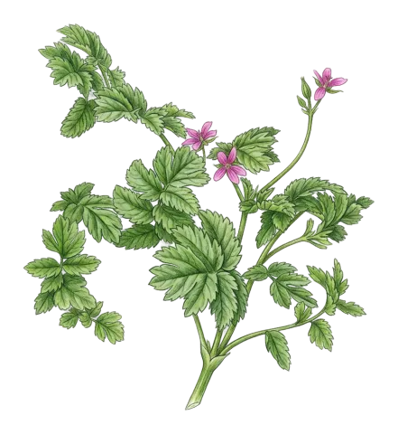 Erodium moschatum