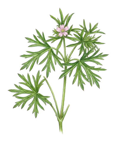 Geranium dissectum