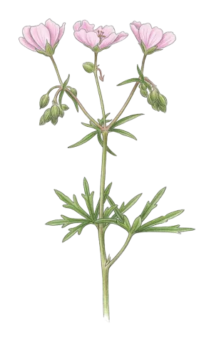 Geranium linearilobum