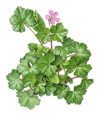 Geranium lucidum