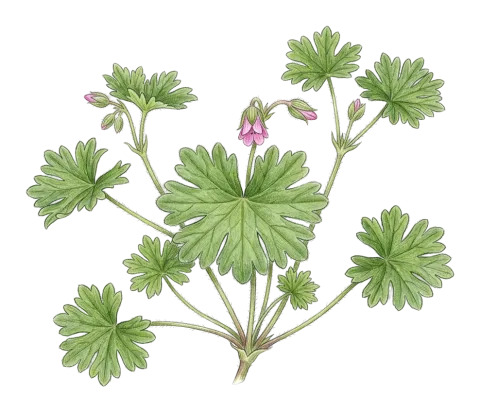Geranium molle