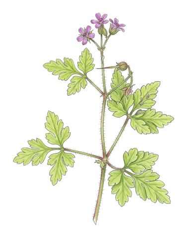 Geranium purpureum