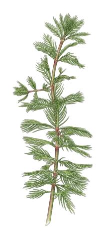 Myriophyllum spicatum
