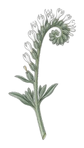 Heliotropium circinatum