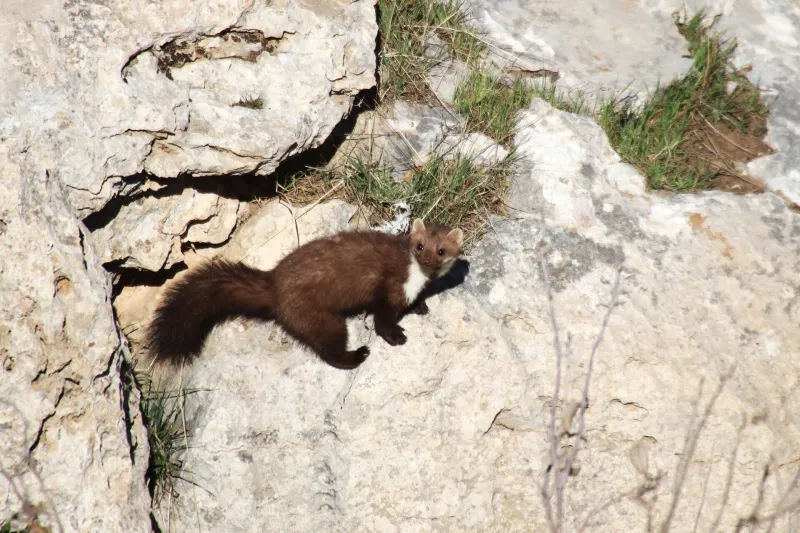 Beech Marten