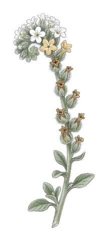 Heliotropium ellipticum