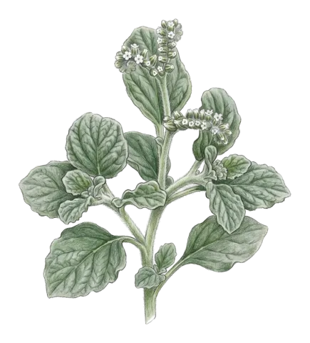 Heliotropium europaeum