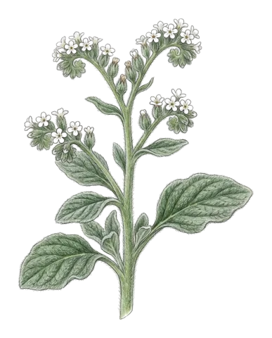 Heliotropium noeanum
