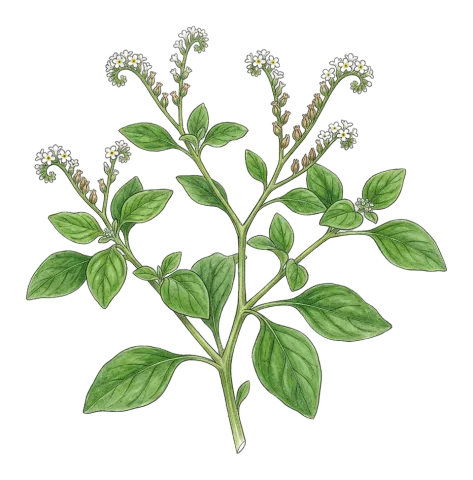 Heliotropium suaveolens