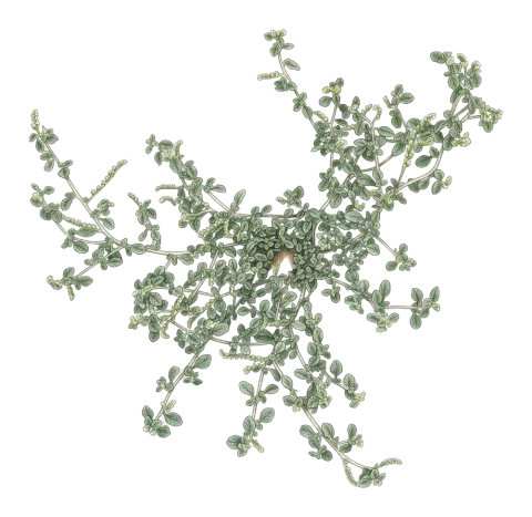 Heliotropium supinum