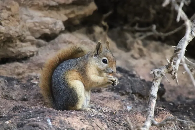 Caucasian Squirrel