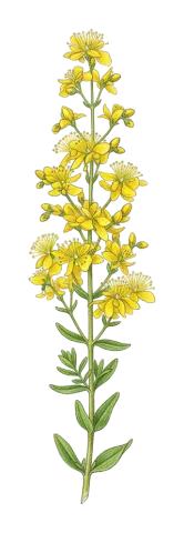 Hypericum lydium