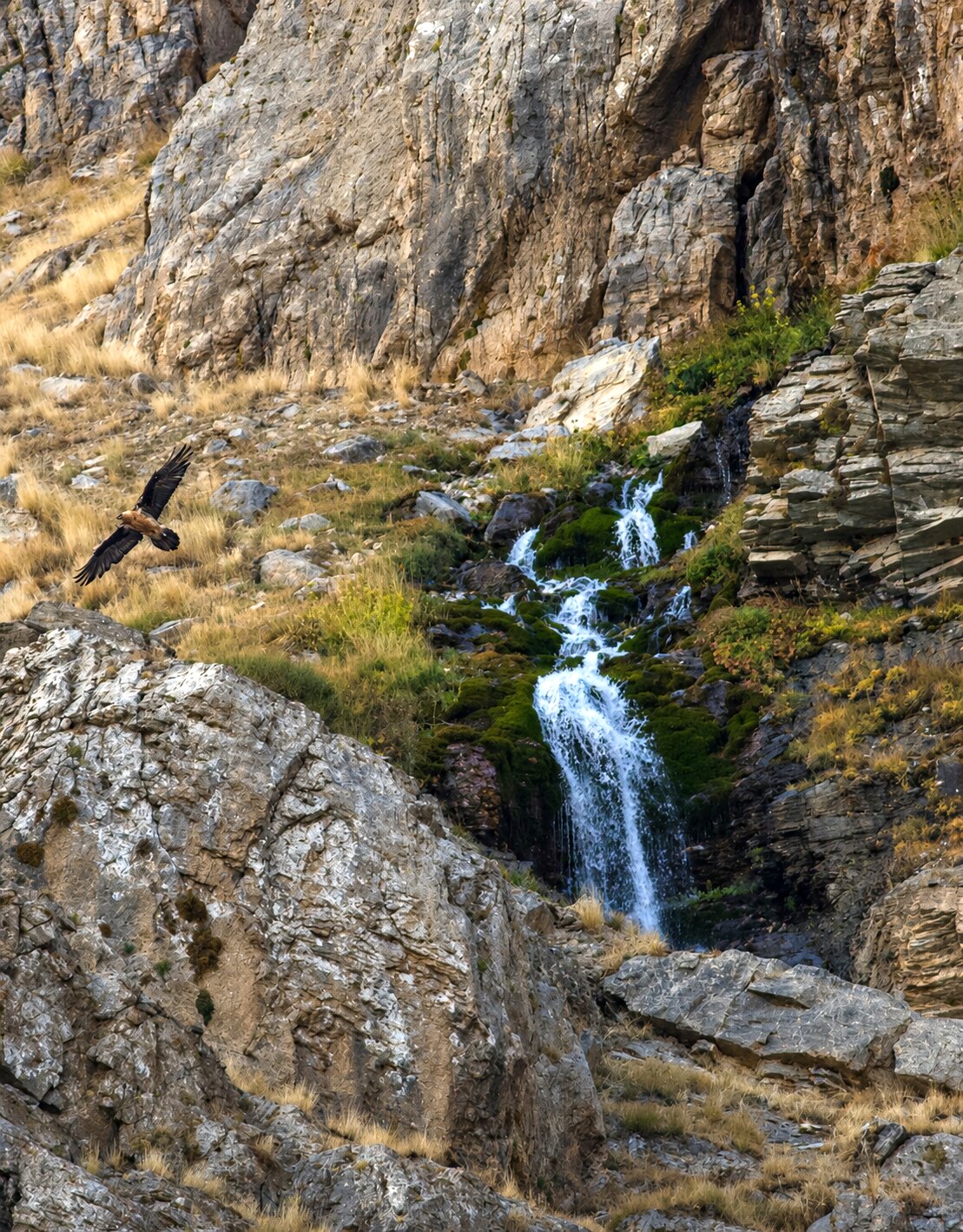 New KBA Survey Confirms Breeding Bearded Vultures in the Zagros Foothills
