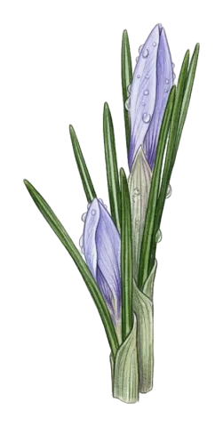 Crocus leichtlinii