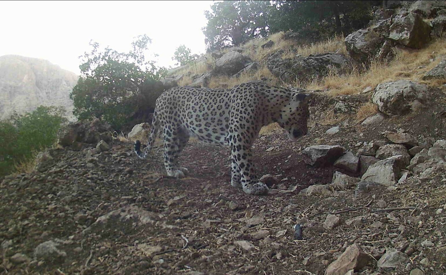 Rare Zagrosian Leopard Sighting Recorded Near Amedi