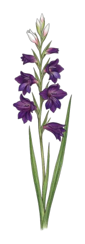 Gladiolus atroviolaceus