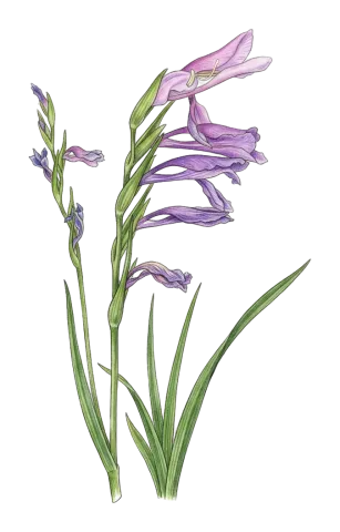 Gladiolus kotschyanus