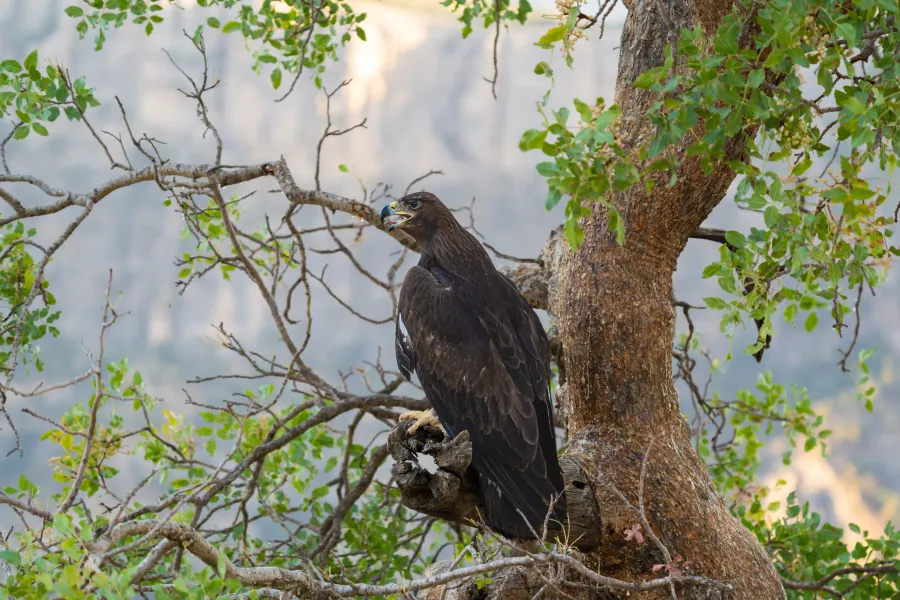 Golden Eagle