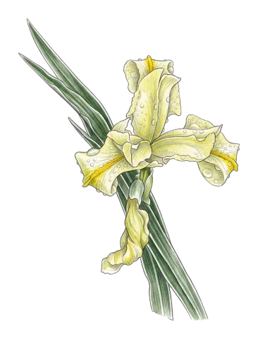 Iris caucasica