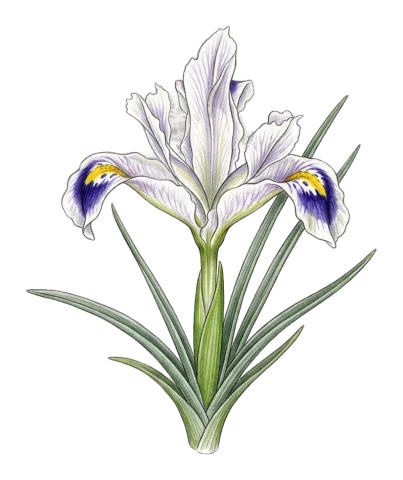 گوله زیوای ده مار زیوینه