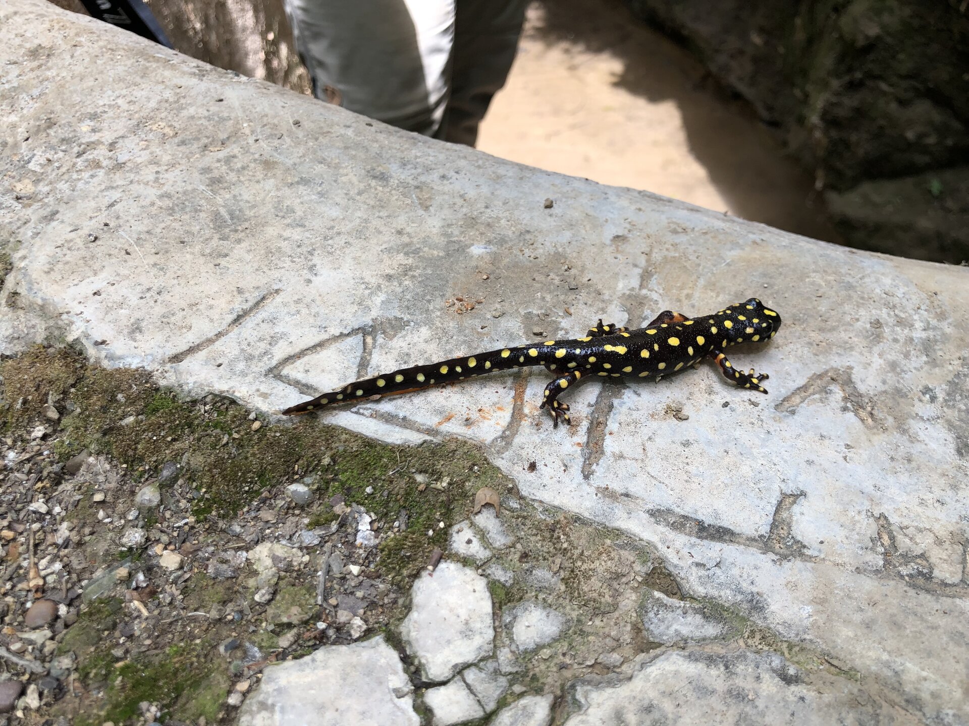 Kurdistan Newt Rediscovered at Historic Breeding Pool After Years of Absence