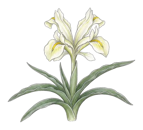Iris pseudocaucasica